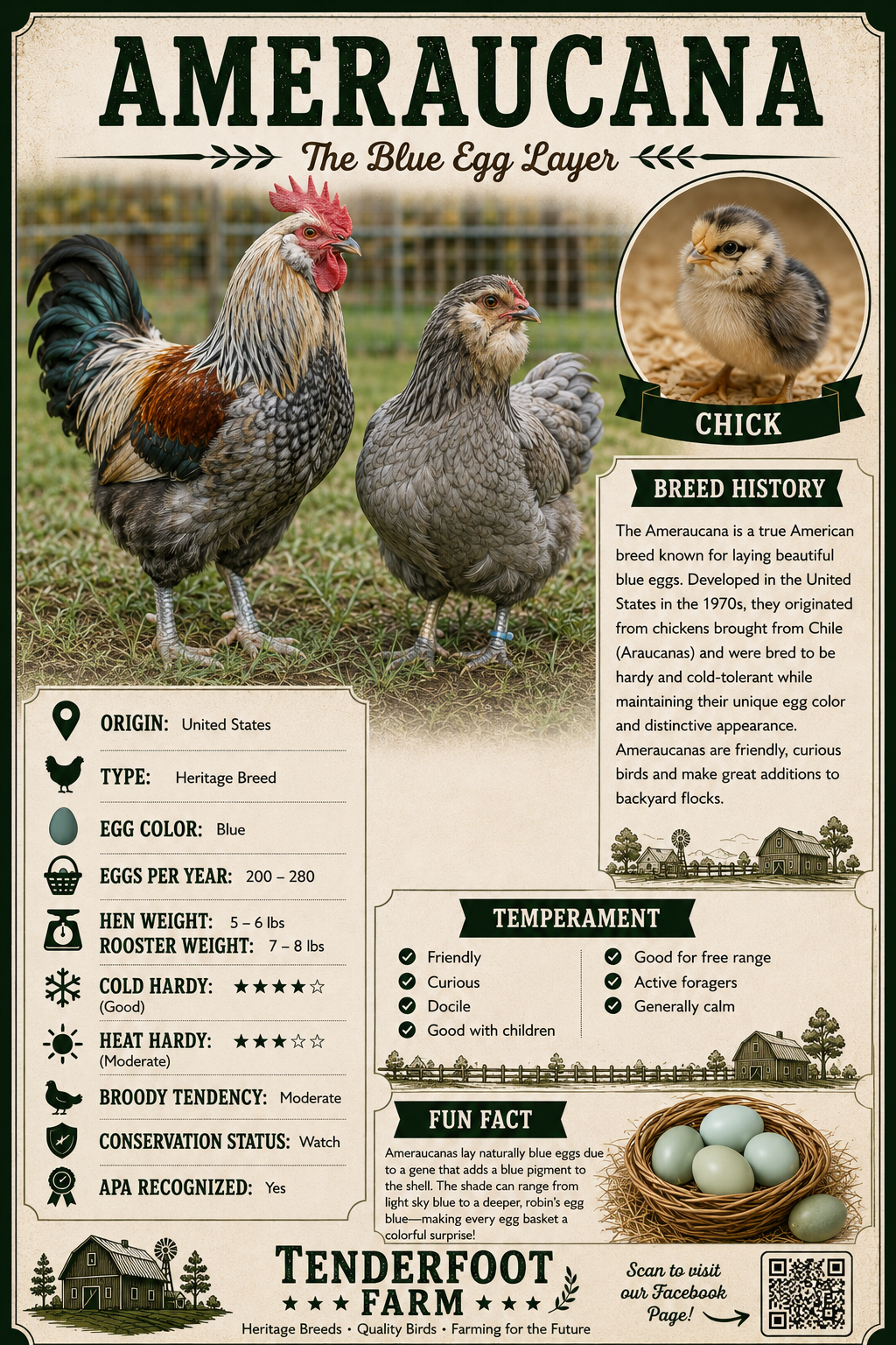 Ameraucana full bio sheet