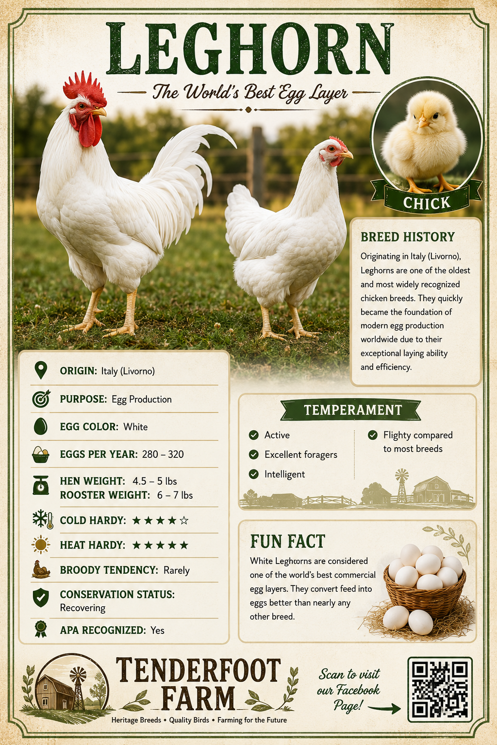 Leghorn full bio sheet