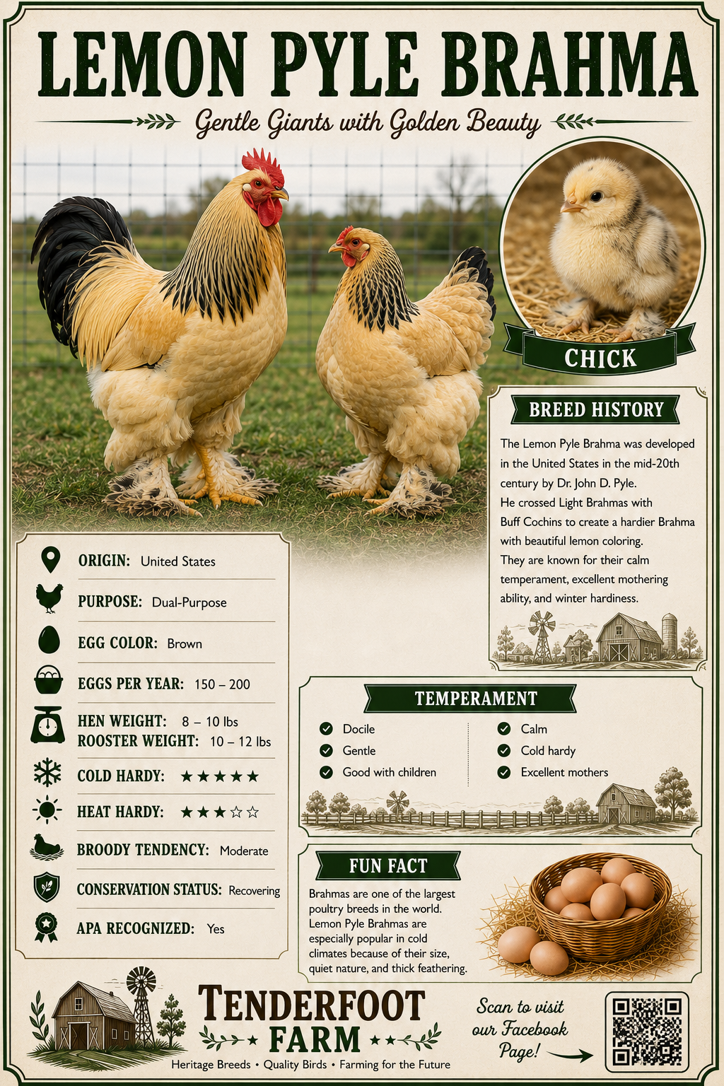 Lemon Pyle Brahma full bio sheet